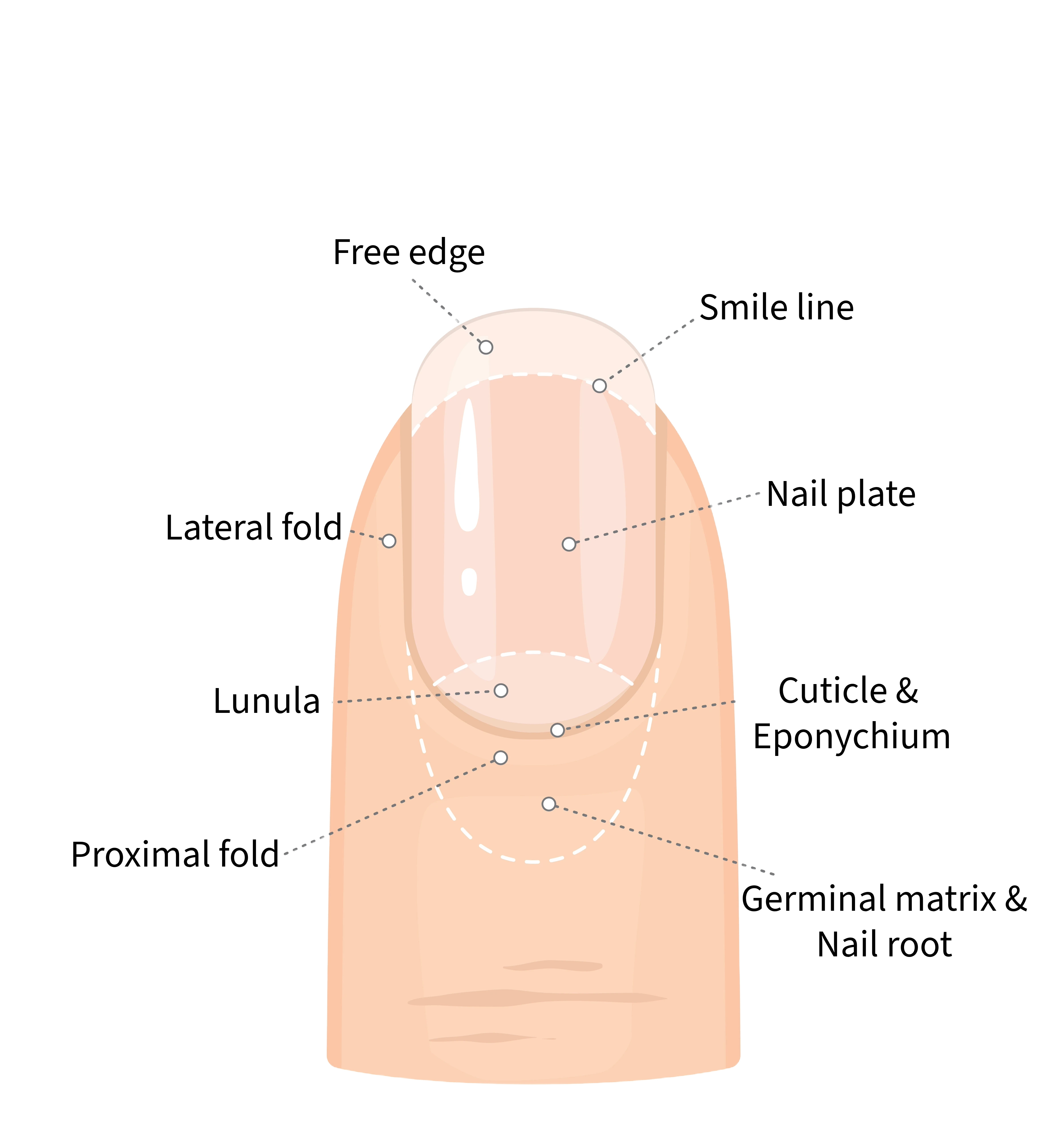 Nail Anatomy Diagram